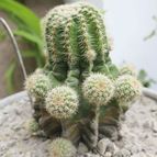 Collecion de Tulio