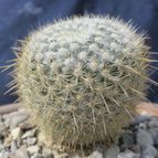Collecion de Tulio