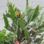Collecion de Tulio