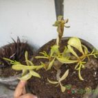 Collecion de Tulio