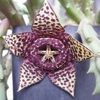 Collecion de Uljuljupa