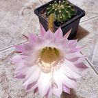 Collecion de Uljuljupa