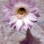 Collecion de Uljuljupa