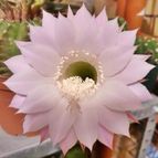Collecion de Uljuljupa