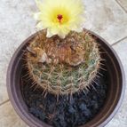 Collecion de Uljuljupa
