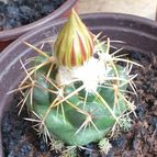 Collecion de Uljuljupa