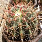 Collecion de Uljuljupa
