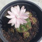 Collecion de Uljuljupa