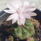 Collecion de Uljuljupa