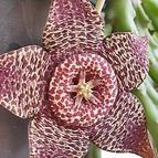 Collecion de Uljuljupa