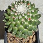 Collecion de Uljuljupa