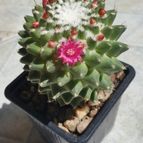 Collecion de Uljuljupa