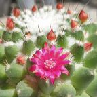 Collecion de Uljuljupa