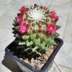 Collecion de Uljuljupa