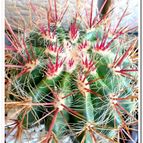 Collecion de Uljuljupa
