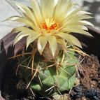 Collecion de Uljuljupa