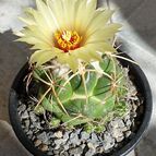 Collecion de Uljuljupa