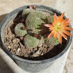 Rebutia heliosa x pulvinosa cv. sunrise (HIBRIDO)