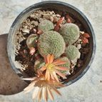 Rebutia heliosa x pulvinosa cv. sunrise (HIBRIDO)