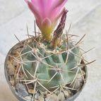 Collecion de Uljuljupa