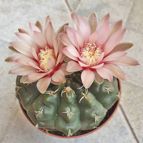 Gymnocalycium quehlianum