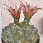 Gymnocalycium quehlianum