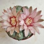 Gymnocalycium quehlianum