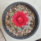 Gymnocalycium baldianum
