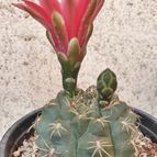 Gymnocalycium baldianum