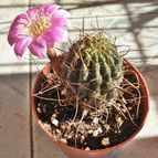 Echinopsis backebergii