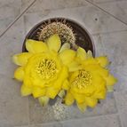 Echinopsis aurea