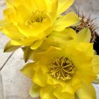 Echinopsis aurea