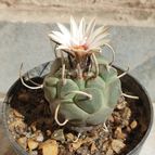 Turbinicarpus schmiedickeanus subsp. klinkerianus