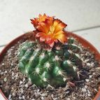 Parodia comarapana