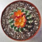 Parodia comarapana