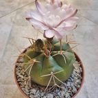 Gymnocalycium eurypleurum
