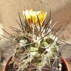 Copiapoa humilis
