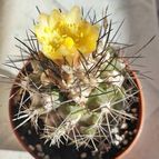 Copiapoa humilis