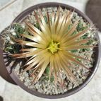 Escobaria missouriensis