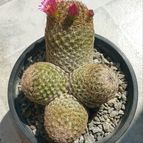 Mammillaria matudae