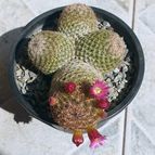 Mammillaria matudae