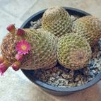 Mammillaria matudae