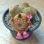 Mammillaria matudae