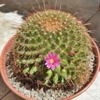 Mammillaria cv. ginsa-maru
