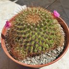 Mammillaria cv. ginsa-maru