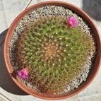 Mammillaria cv. ginsa-maru