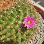 Mammillaria cv. ginsa-maru