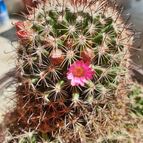 Mammillaria duoformis