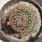 Mammillaria duoformis