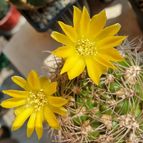 Collecion de Uljuljupa